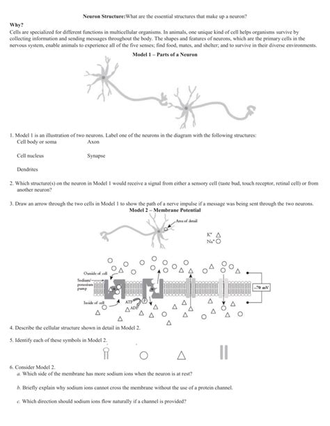Neuron structure pogil - The RAI1 gene provides instructions for making a protein that is active in cells throughout the body, particularly nerve cells (neurons) in the brain. Learn about this gene and rel...